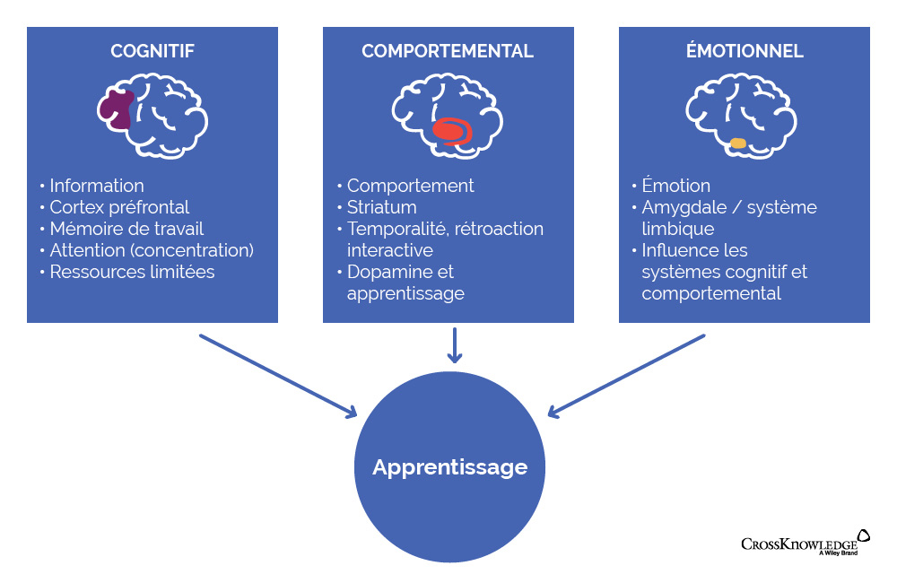 neurosciences et apprentissage